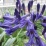 Agapanthus-Black Pantha.jpg